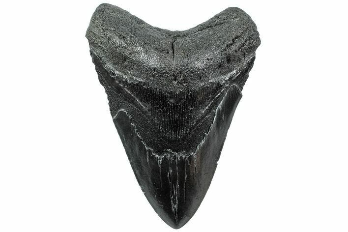 Fossil Megalodon Tooth - South Carolina #207959